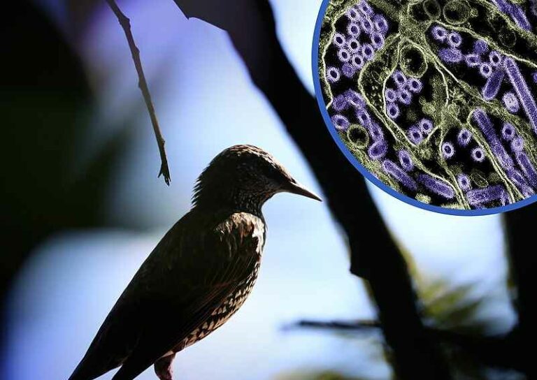 Valkoisen talon lintuinfluenssakoordinaattori ilmoittaa, että kaksi mRNA-rokotetta on valmiina maailmanlaajuiseen jakeluun