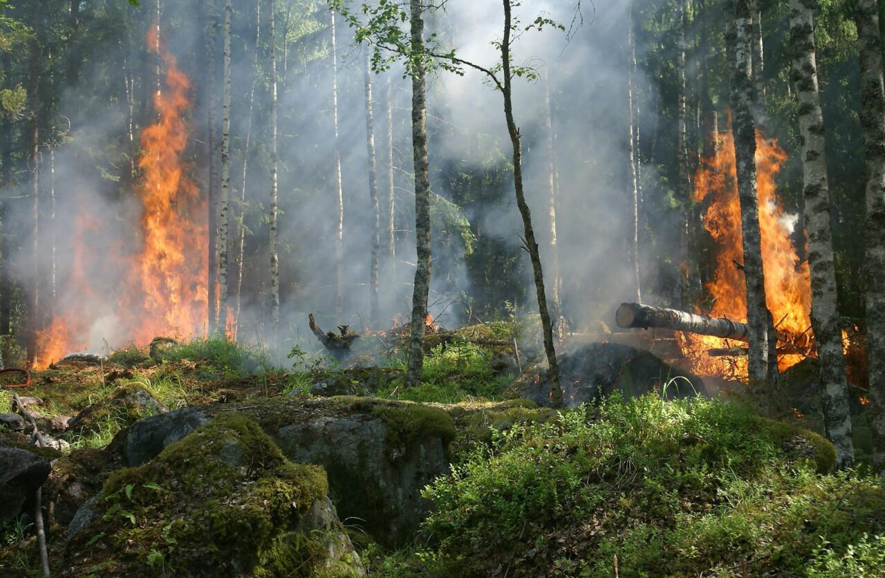 Faktatarkistus metsäpaloista – ilmastopropaganda ja todellisuus