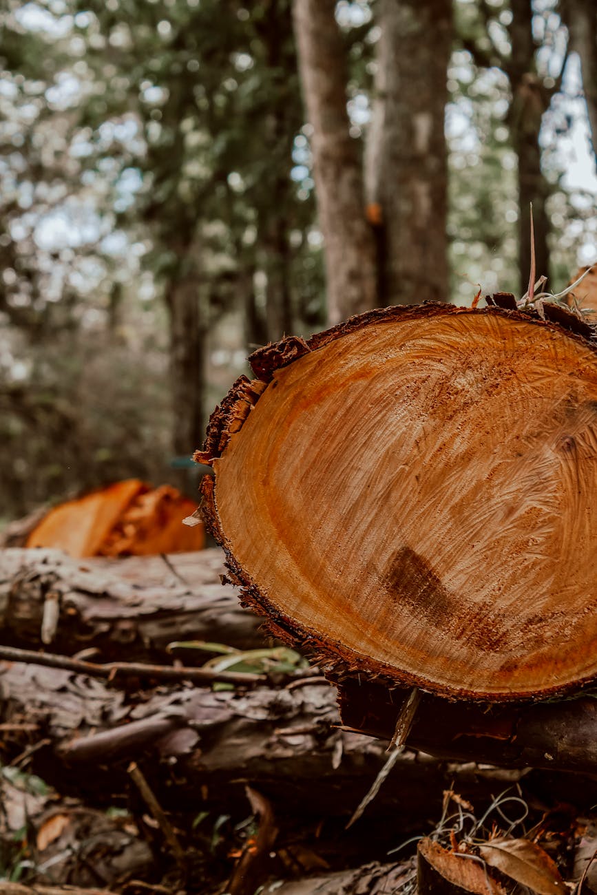 Tutkija: Net Zero-tavoite johtaa modernin sivilisaation loppumiseen.